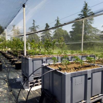 Experimental plot