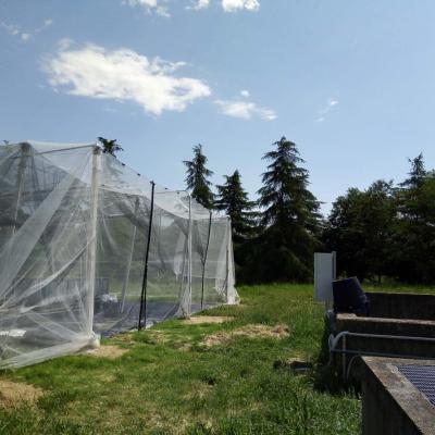 Experimental plot